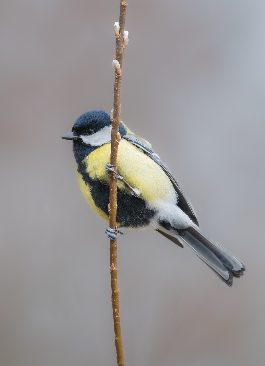 tit, great tit, bird-8620232.jpg